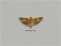 藏品(夜蛾698)的圖片